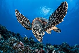 Nigeria : des héros de la mer sauvent les tortues en danger