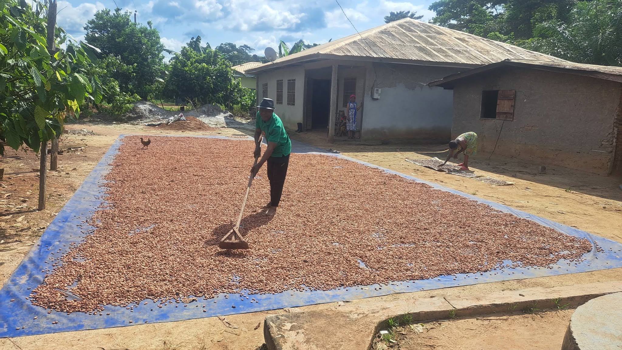Filière cacao : Ouesso abritera le premier Forum National du Cacao Durable du Congo en novembre 2026